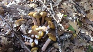 Опята не подвели... В лес по грибы 20.10.2023г. Наличие грибов в лесах Краснодарского края.