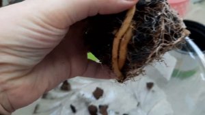 Орхидея Цимбидиум. Пересадка. Мои ошибки в уходе.