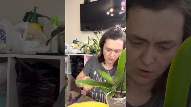 Что делать с орхидеей после покупки.