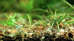 креветки вишни