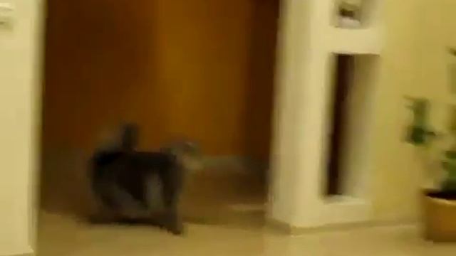 Кошмарный сон или погоня за невидимкой. смотреть онлайн