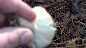 Gołąbek brudnożółty - Russula ochroleuca - Z jadalnością różnie bywa..