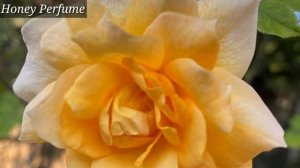 Top 10 Fragrant Rose Varieties With Names or IDs | Most Fragrant Rose Variety