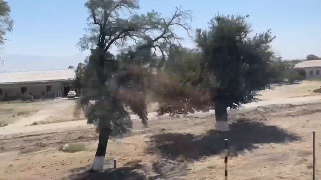 Tashkent to Samarkand on Train ? смотреть онлайн