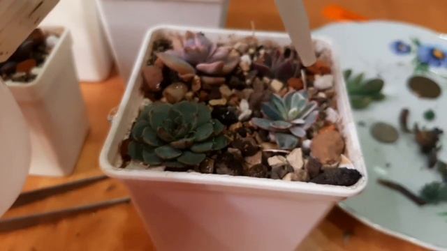 Суккуленты.Посадка деток из посылки. смотреть онлайн