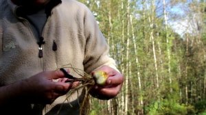 Посадка и пересадка лилий