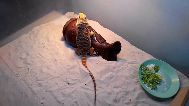 линька бородатой агамы смотреть онлайн