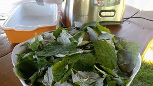 // Чай из малиновых листьев//