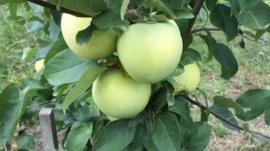 Яблоня "БЕЛЫЙ НАЛИВ" Раннеспелый летний сорт.