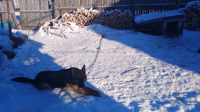 Небольшие покупочки для кухни и кота.Пельмени Вичи супер вкусные. смотреть онлайн