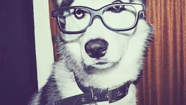 СОБАЧКИ ЛУТШИЕ ДРУЗЯ ЧЕЛОВЕКА СМОТРЕТЬ ВСЕМ!!! смотреть онлайн