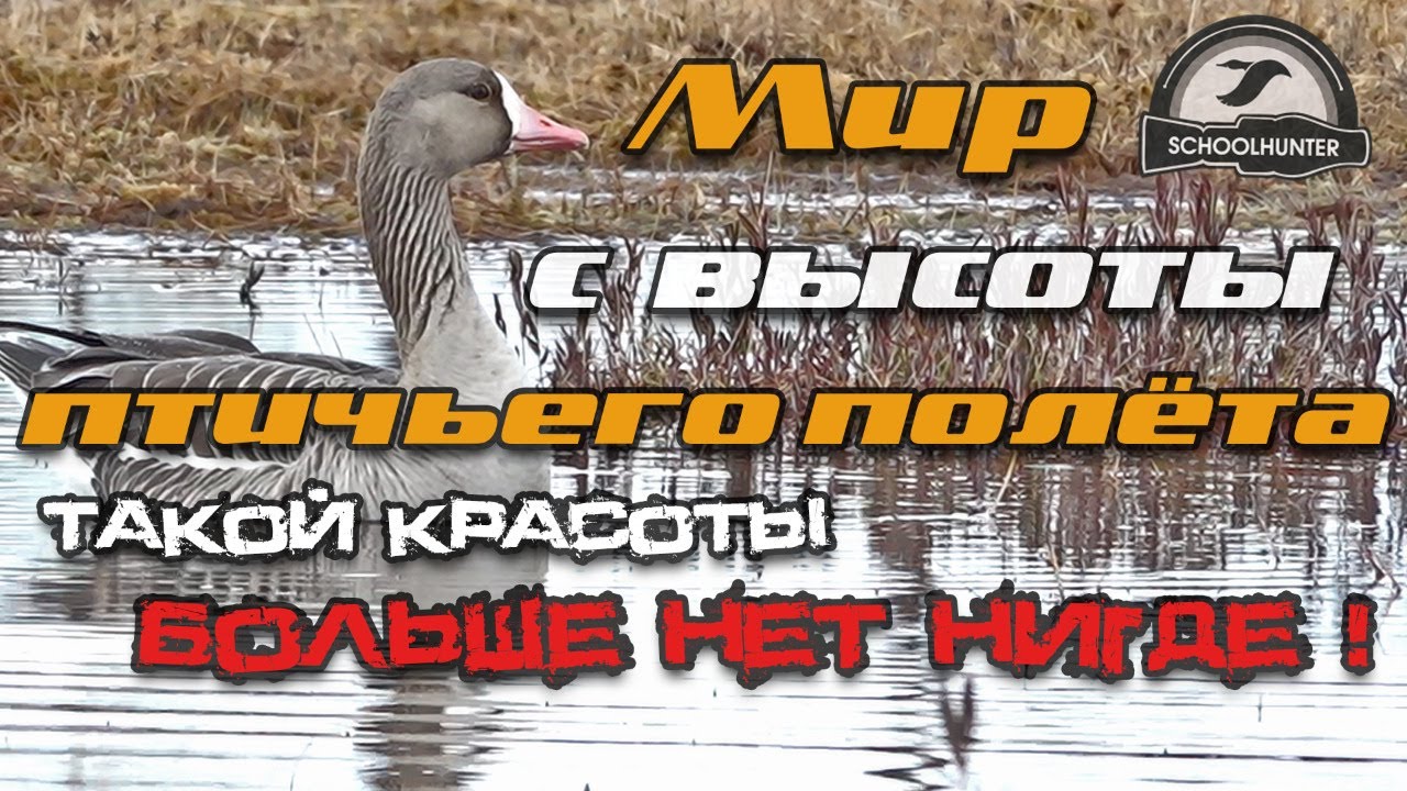 В центре утиной и гусиной присады. Мир с высоты птичьего полета.