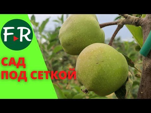 12000 яблонь на 2 гектарах? Противоградовая сетка в небольшом современном яблоневом саду. Армения.