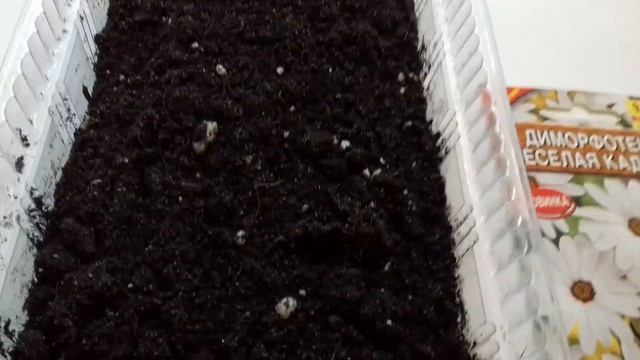 ОБЯЗАТЕЛЬНО ПОСЕЙТЕ ТАКОЙ ЦВЕТОК - БАРОМЕТР ПОГОДЫ. ДИМОРФОТЕКА , НОГОТКИ РОМАШКИ .ПОСЕВ НА РАССАДУ смотреть онлайн