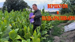 Жаркий летний день. ВЕРШКУЕМ и ПОДКАРМЛИВАЕМ ТАБАК. Спасаем клумбы от засухи. Наша жизнь в деревне