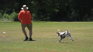 Dalmatian Disc Dog 5