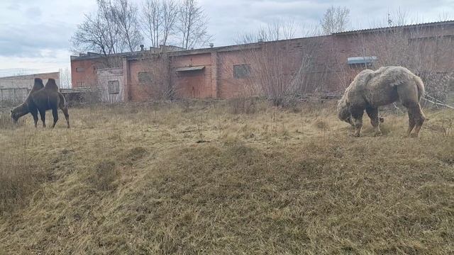 Зеленогорск(Красноярского края), Сибирь, 26октября 2023г. смотреть онлайн