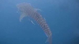 Китовая акула в Индийском океане приплыла к людям