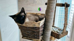 Вольер на балконе для Тайского кота