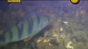 Как спят рыбы Водный мир