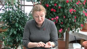 Видео-уроки "Биотехники". Посадка семян бальзамина (импатиенса), калибрахоа.