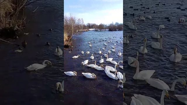 Лебединое озеро, Алтайский край