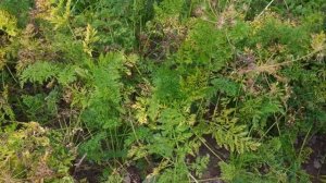 Почему жёлтеет  ботва у моркови в конце августа- начале сентября?