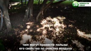 Чем опасен клен ясенелистный?