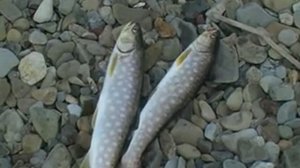 Сказание о земле Сибирской (ч.1)