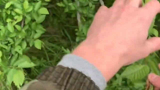 Как обрезать деревья. Виды срезов.