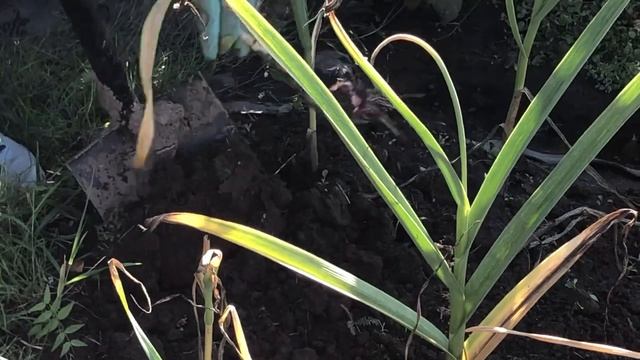 Чеснок! Как и когда выкапываем и почему важно обрывать чесночные стрелки? смотреть онлайн