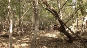 Woodland Effectiveness PART II