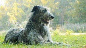 НЕМЕЦКИЙ ДОГ ПРОТИВ ИРЛАНДСКОГО ВОЛКОДАВА