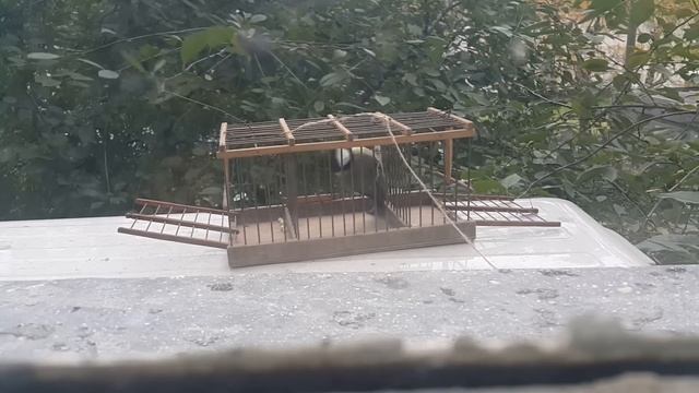 Ловушка для птиц непосед (ВСЕ ПТИЦЫ ЛЕТАЮТ НА ВОЛЕ!) смотреть онлайн