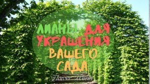 Пять вариантов морозоустойчивых лиан для украшения вашего сада.???