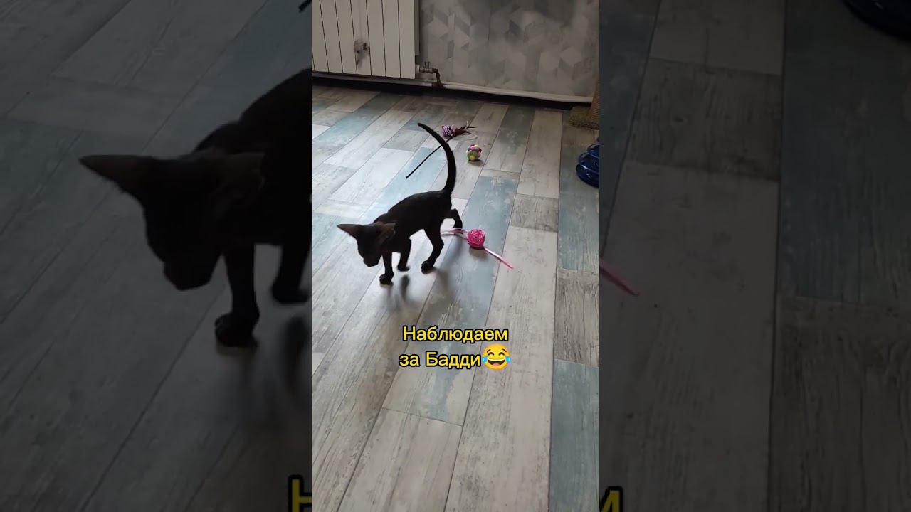 Три кота, смешные игры#канадсиесфинксы #ориентальныйкот #игрыкотят