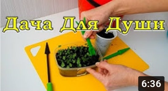 СЕЛЬДЕРЕЙ от А до Я...секреты красивых корнеплодов? ? ?