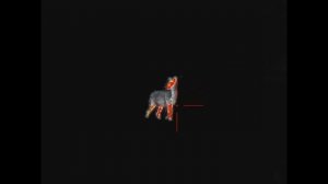 Охота на косулю с тепловизионным прицелом.Охота в Беларуси 2022.