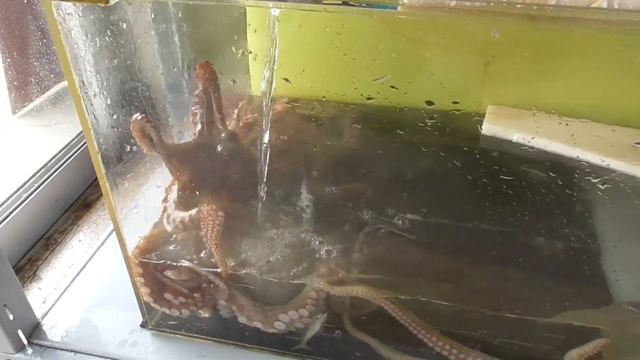 水槽から逃げ出そうとするタコ。　水位が下がって命の危険を感じたのか壁をよじのぼって外に出ようとしています。 смотреть онлайн