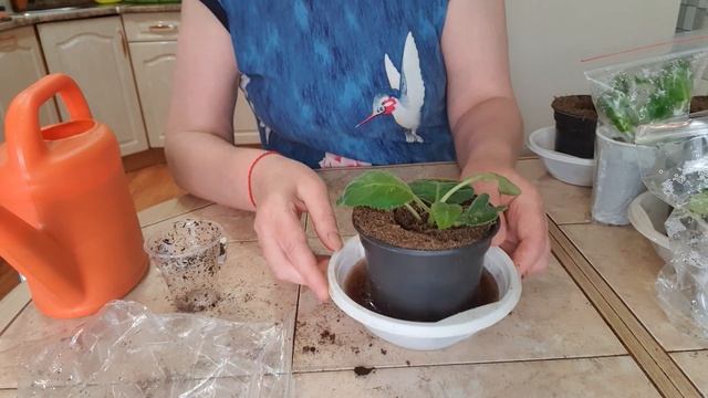 ПЕРЕВАЛКА УКОРЕНЕННЫХ ЛИСТОВ ГЛОКСИНИЙ С ДЕТКАМИ В ГОРШКИ.27.05.2021 год. смотреть онлайн