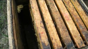 как лучше делать отводки пчел весною - часть 3 - когда расширять сделанный отводок