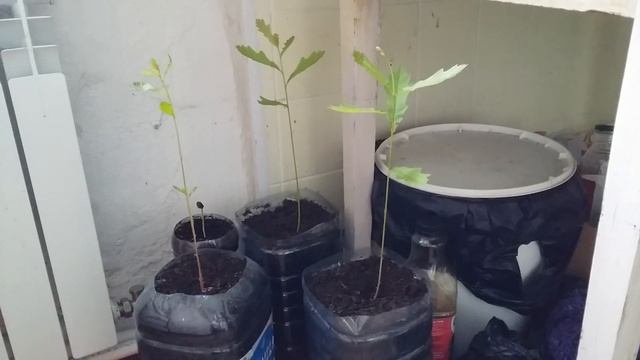 Дубы смотреть онлайн