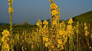 коровяк медвежье ухо 600 лекарственных растений