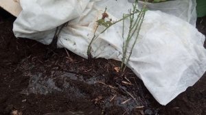 Прикапывание роз на зиму!(Мой способ.)