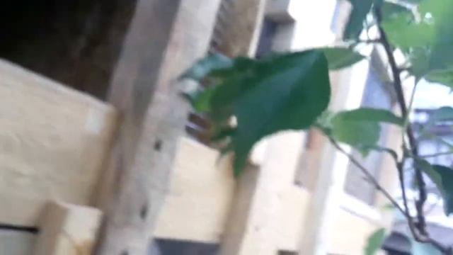 Вес крольчат НЗБ в 3 месяца. смотреть онлайн