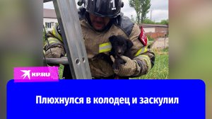 В Грозном сотрудники МЧС России спасли щенка