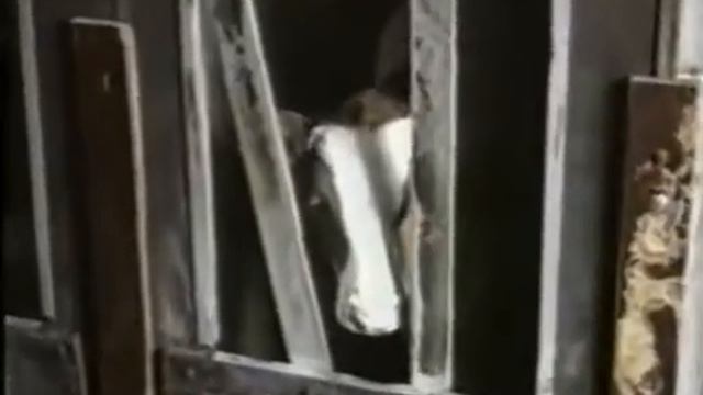 Гамбургер без прикрас ЧАСТЬ 1 смотреть онлайн