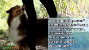 Австралийская овчарка Аусси