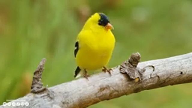 лечебная музыка для сердца и сосудов - Нежная музыка, успокаивает нервную систему и радует душу #19 смотреть онлайн