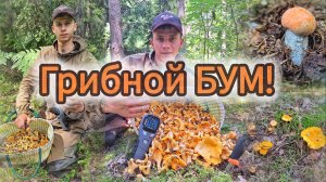 Грибной БУМ! Лисички повсюду! Сбор грибов 2024.